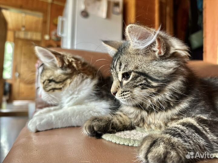 Котята бесплатно