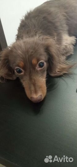 Передержка небольших собак