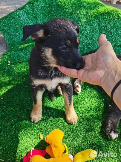 Собака щенок Варька помесь с овчаркой