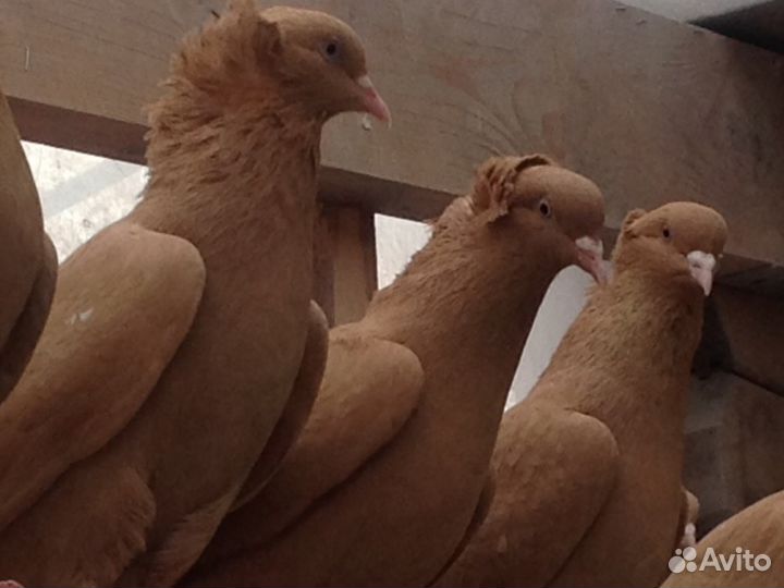 Бойные голуби армянские