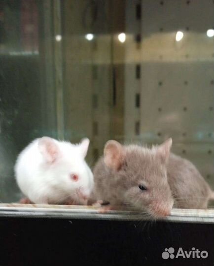 Мыши живые белые и цветные
