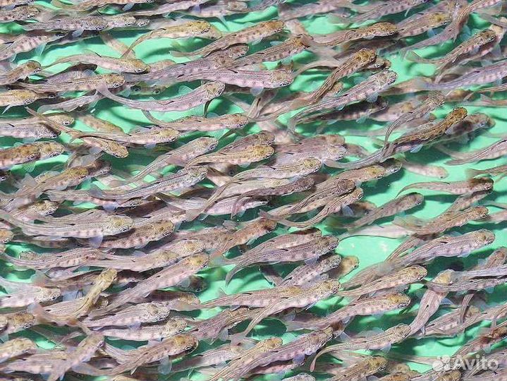 Малек форели