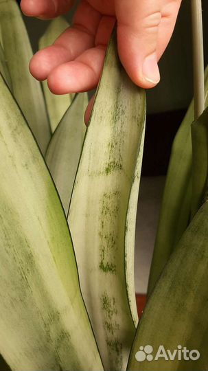 Сансевиерия муншайн