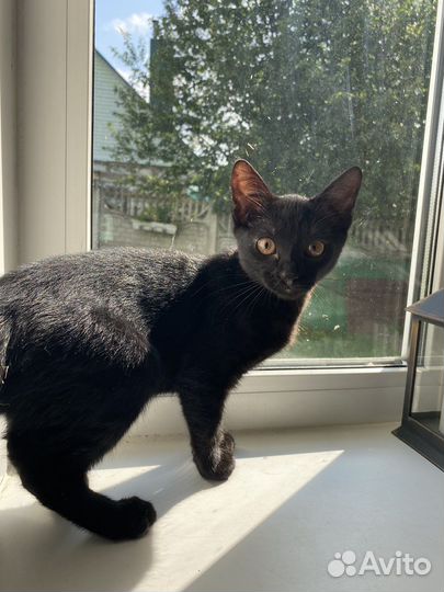 Отдаю котенка в хорошие руки