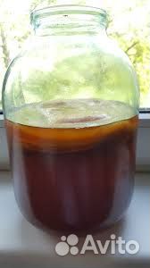 Чайный гриб Комбуча