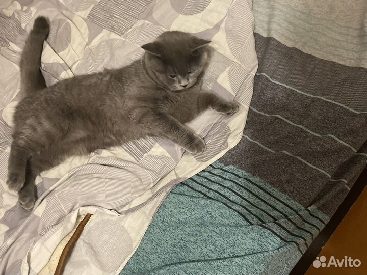 Британский кот для вязки