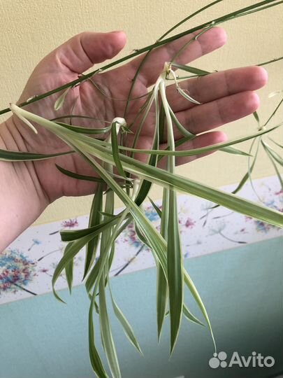 Хлорофитум сорт “Ocean”