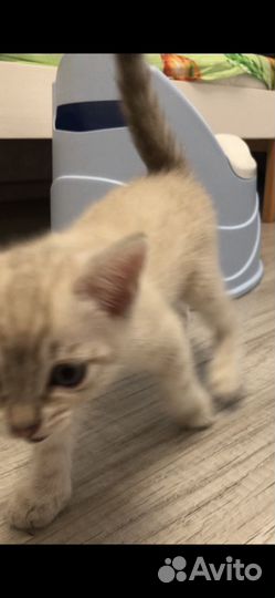 Бенгальский котенок