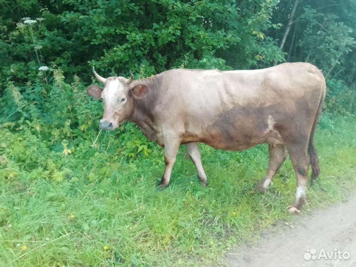 Корова, бык