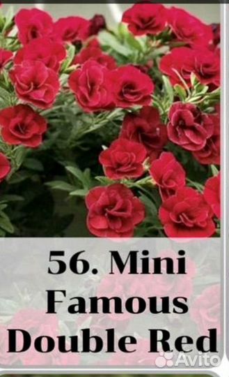 Вегетативные черенки калибрахоа