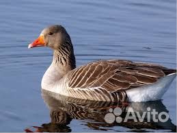 Индейка инкубационное яйцо и молодняк на заказ