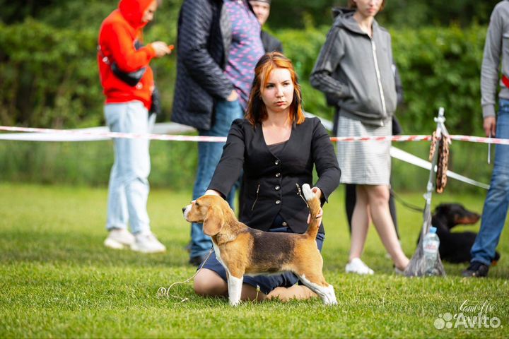 Семья биглей