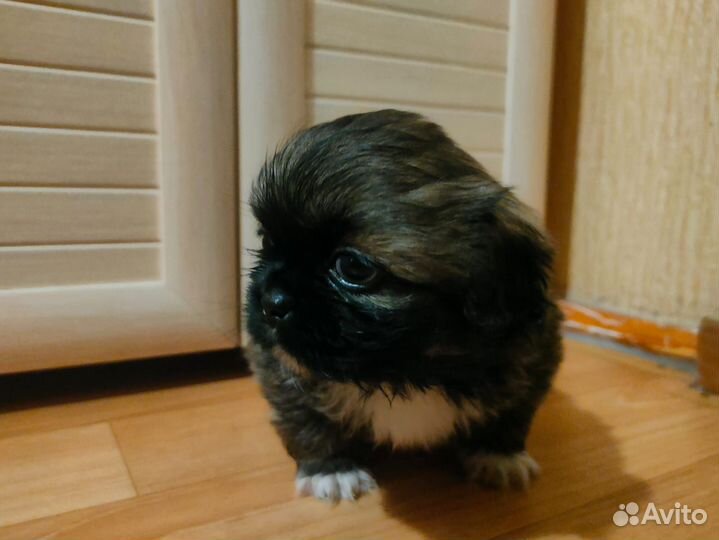 Щенки пекинеса