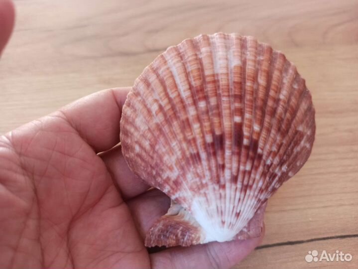 Морская раковина