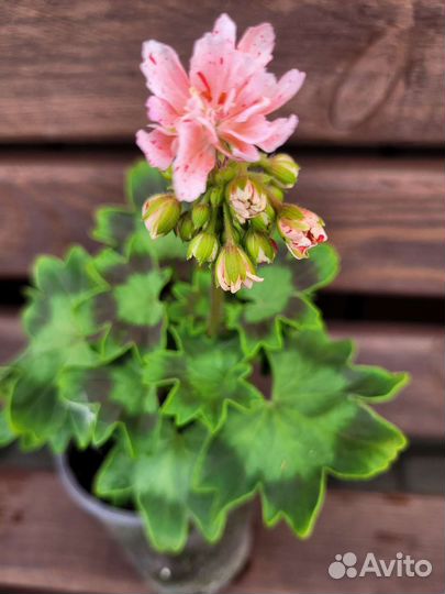 Пеларгония герань сортовая