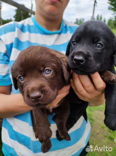 Щенки лабрадора