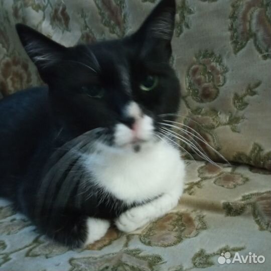 Котик в добрые руки