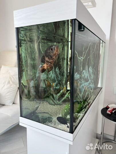 Аквариум 200 литров с тумбой