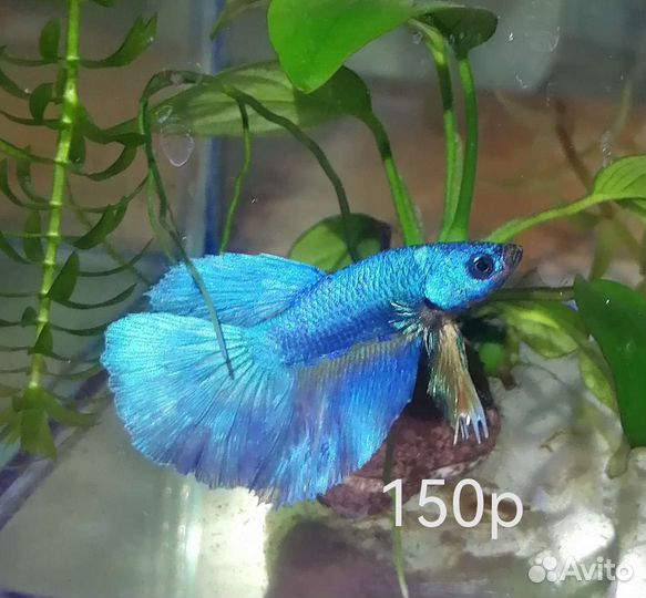 Рыба Петушок