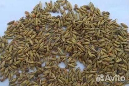 Зерносмесь овёс вика 95/5 и 70/30 (2023)