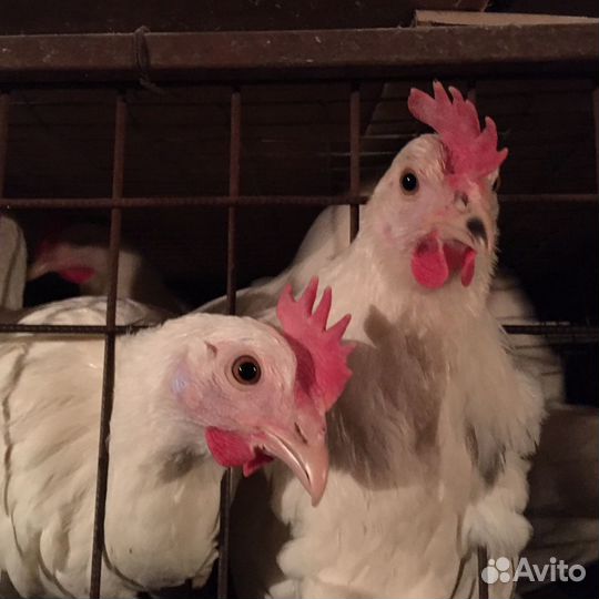 Куры молодки