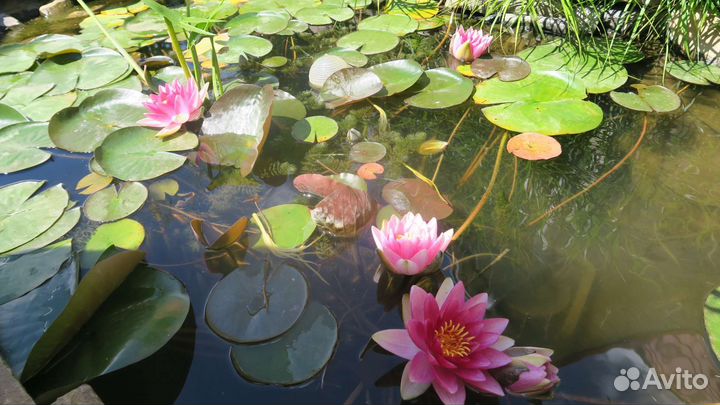 Нимфея Attraction, взрослая и детки