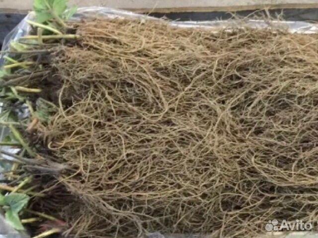 Рассада клубники фриго