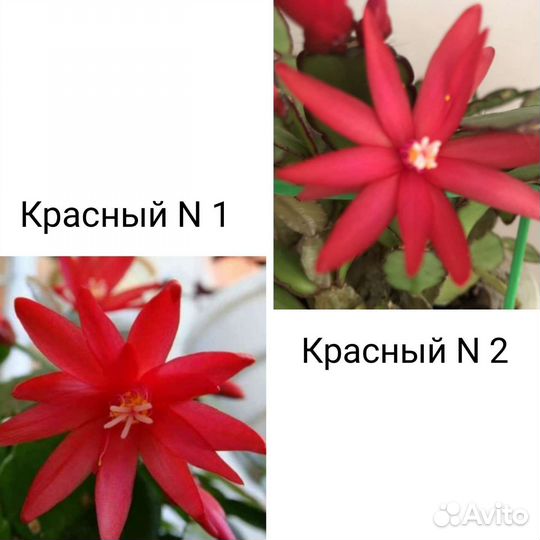 Редкие сорта Рипсалидопсис (пасхальник)