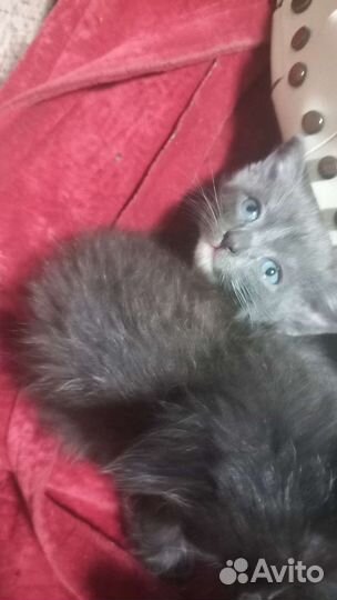 Кошки в добрые руки бесплатно