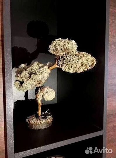 Дерево Цетрария