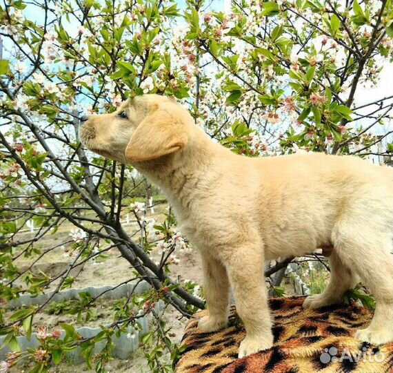 Щенки лабрадора