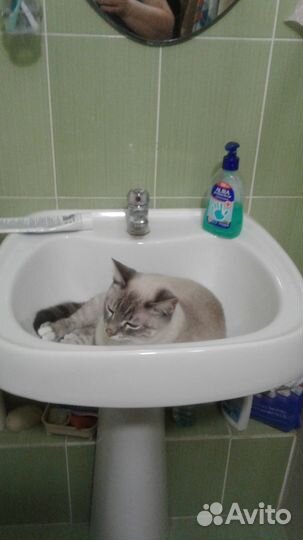 Потерялся кот