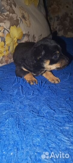 Карликовый пинчер