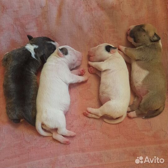 Щенки стандартного бультерьера