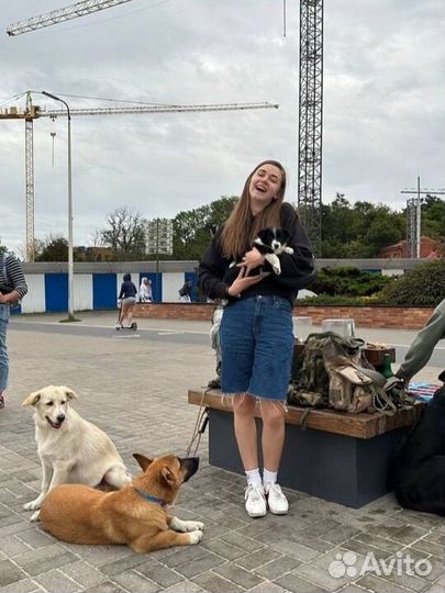 Выгул собак и кошек