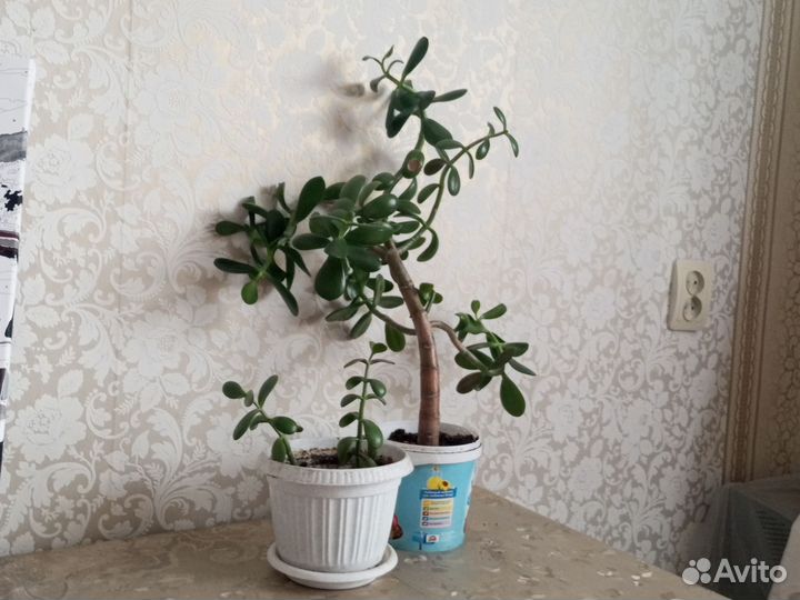 Денежное дерево (толстянка)