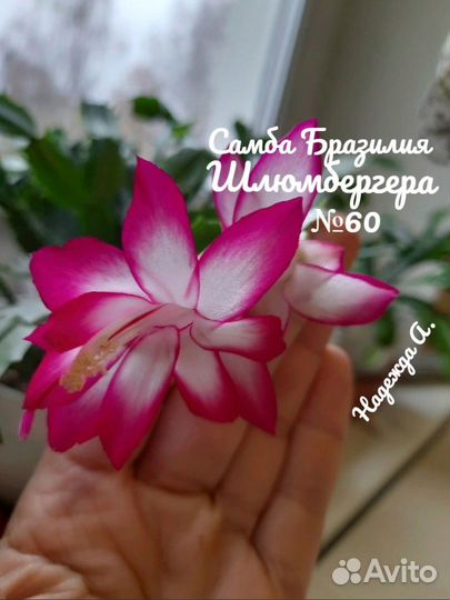 Укорененные отростки Шлюмбергера (декабристы)