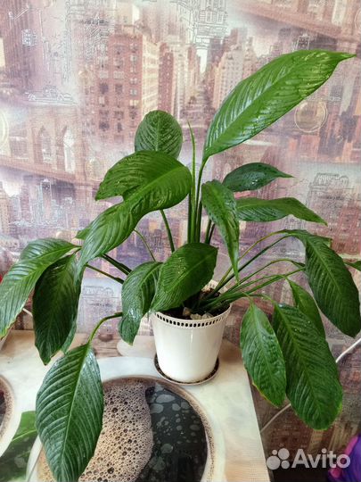 Спатифиллум