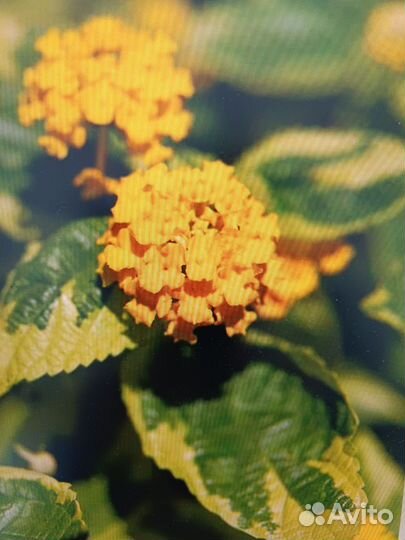 Лантана цветок