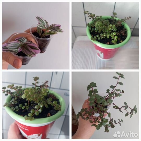 Сортовые цветы