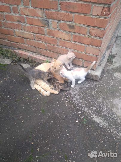 Котята в добрые руки