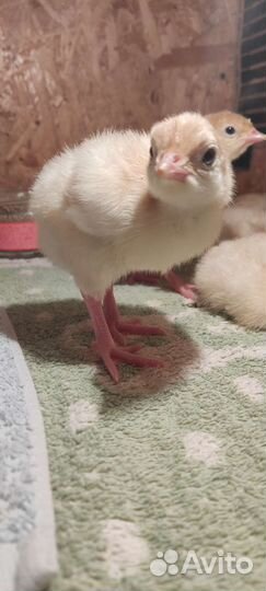 Выведу под заказ