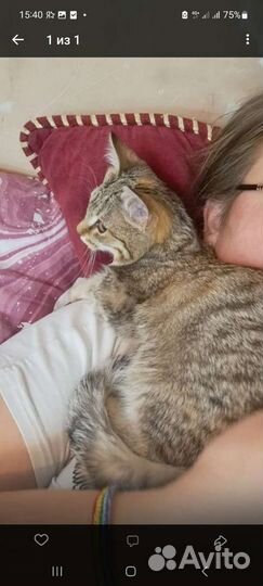 Котёнок девочка