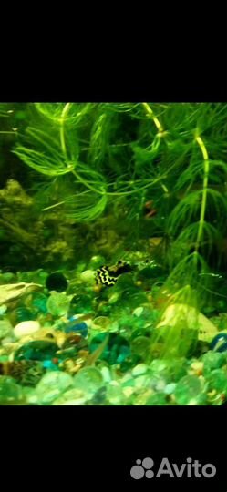 Гуппи рыбки роголистник