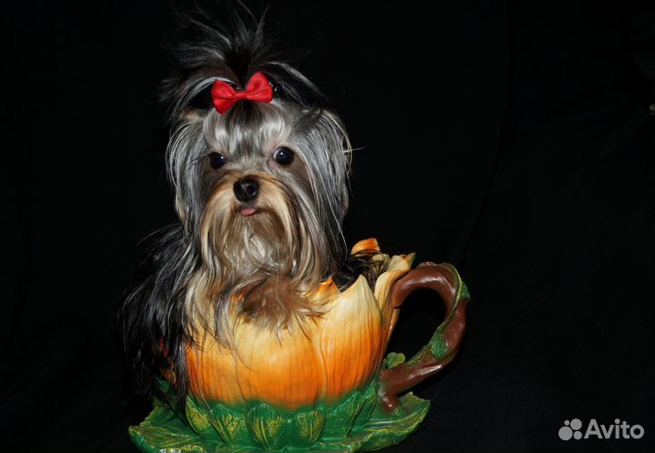 Шедевральная крошечная девочка йорк