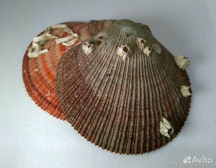 Ракушки: Гребешок двусторонний (исландский)