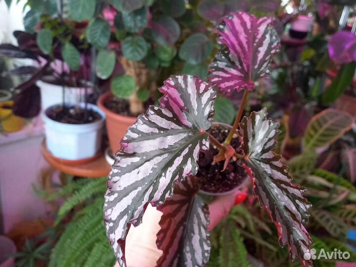 Домашние цветы 5