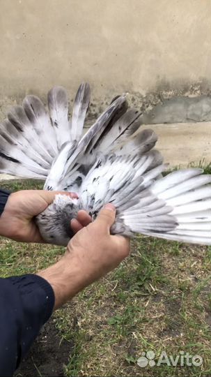 Николаевские голуби