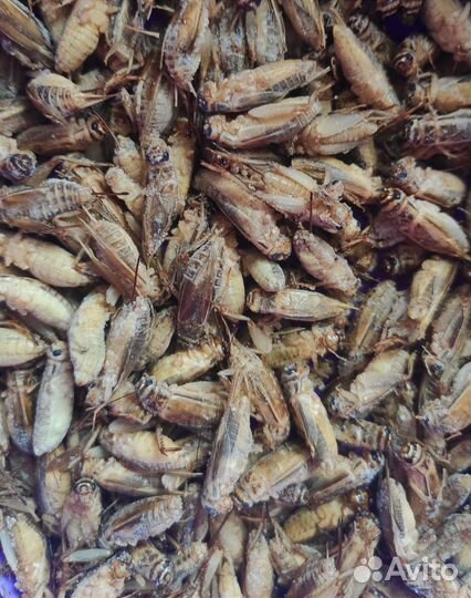 Сверчки и кормовые насекомые