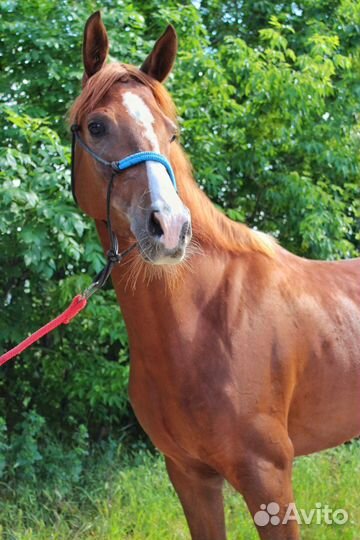 Арабская кобыла